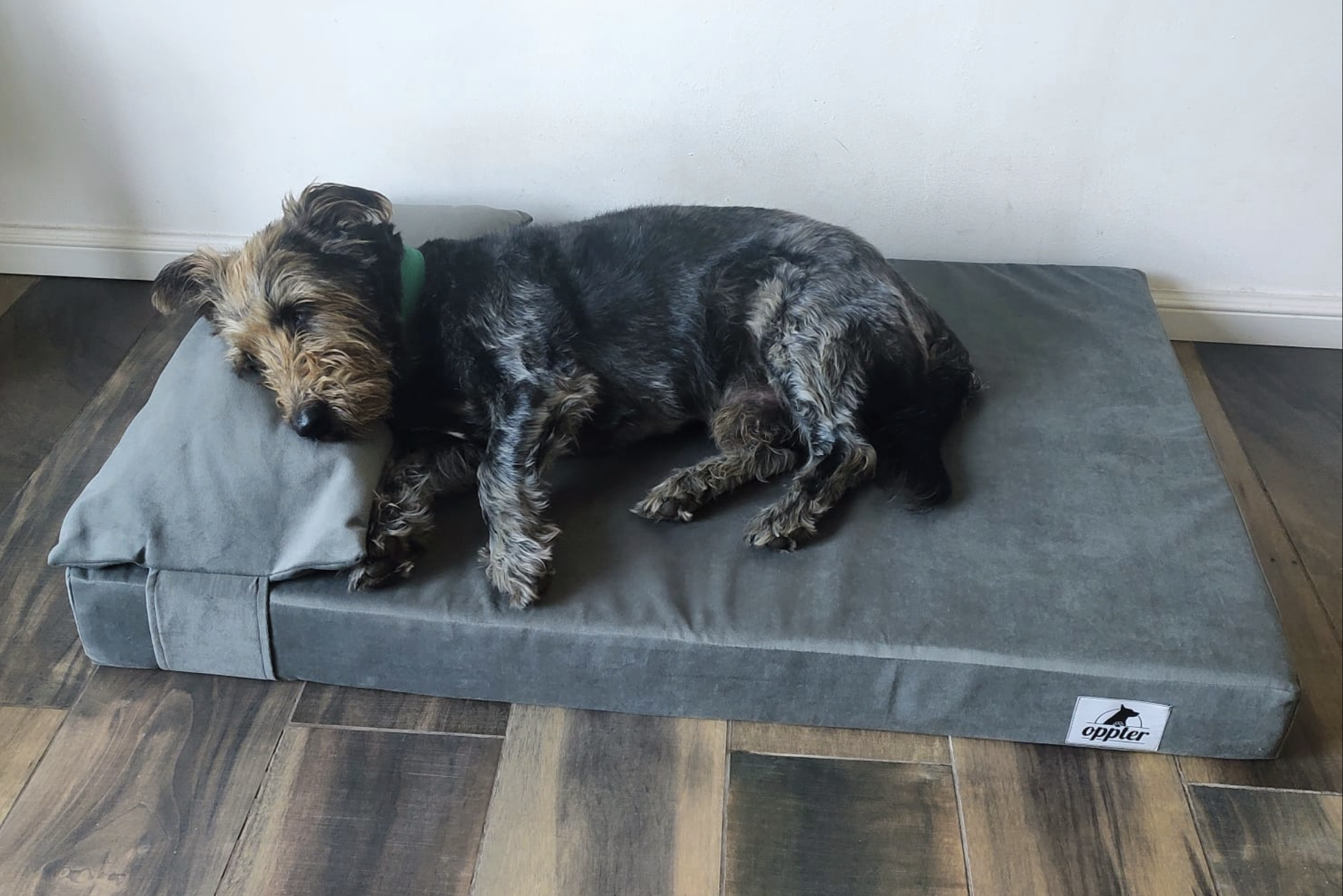 Perro descansando pl&aacute;cidamente en su cama premium Oppter Deluxe de color gris